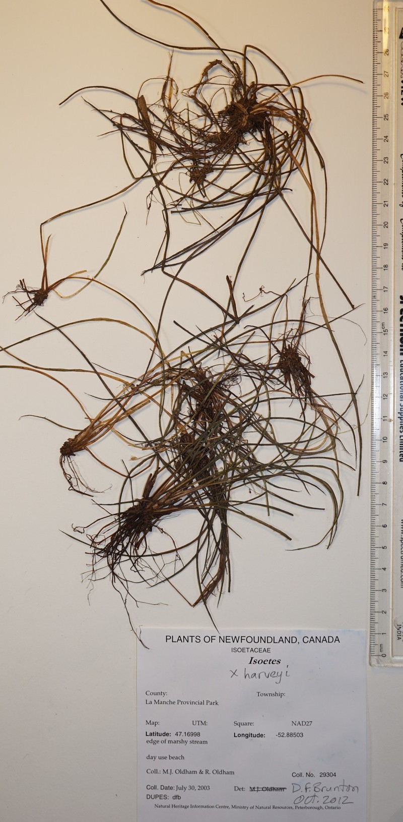 Quillwort