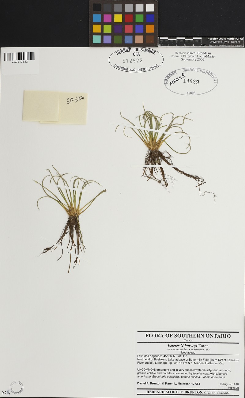 Quillwort photo 2