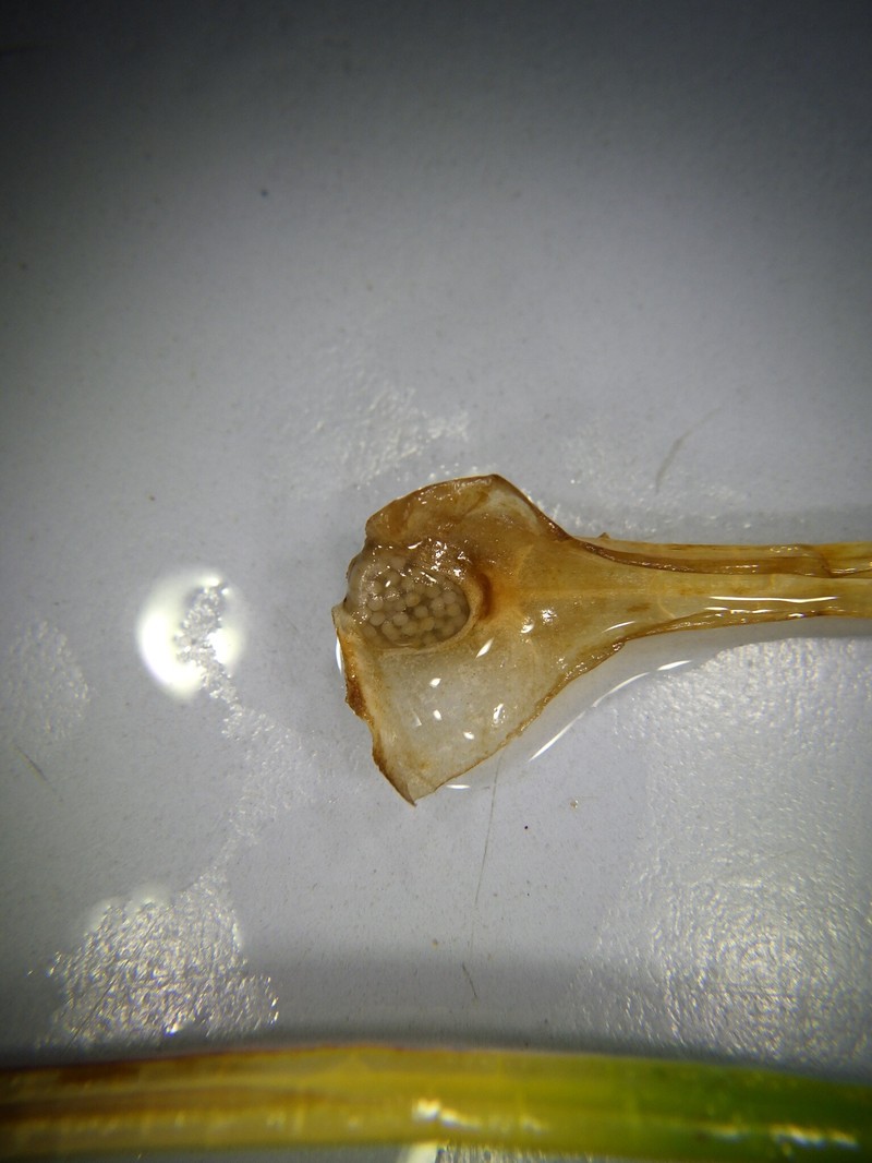 Quillwort