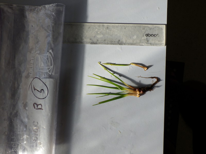 Quillwort photo 2