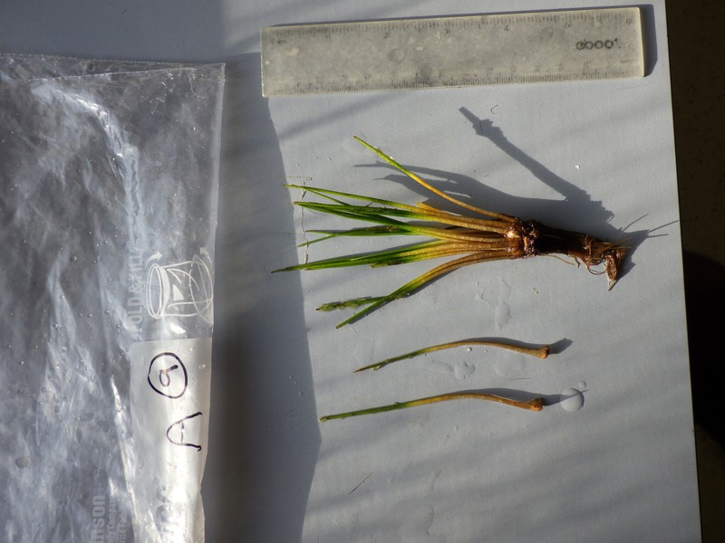 Quillwort photo 3