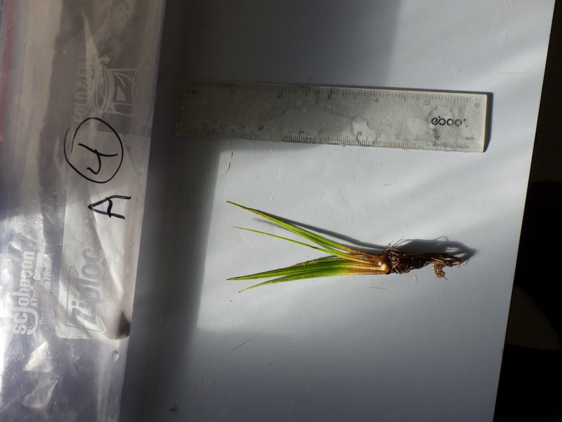 Quillwort photo 4