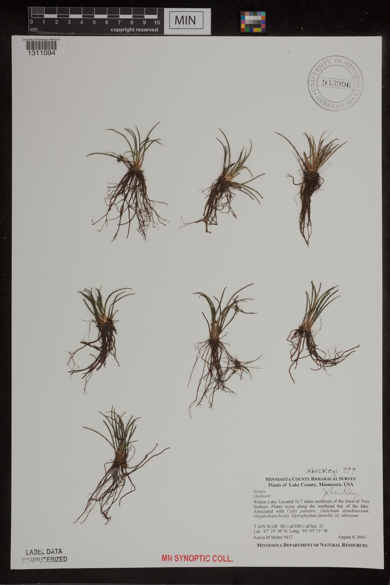 Quillwort