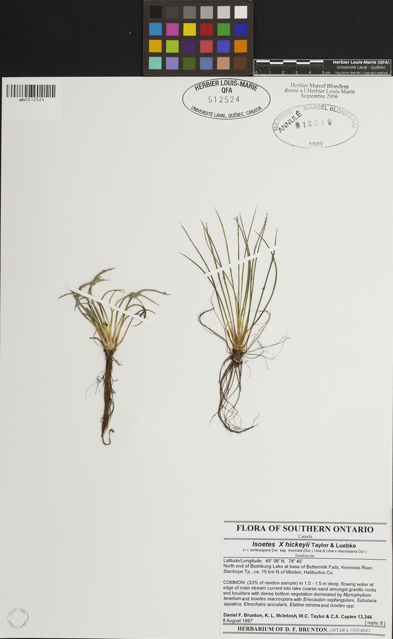 Quillwort photo 2