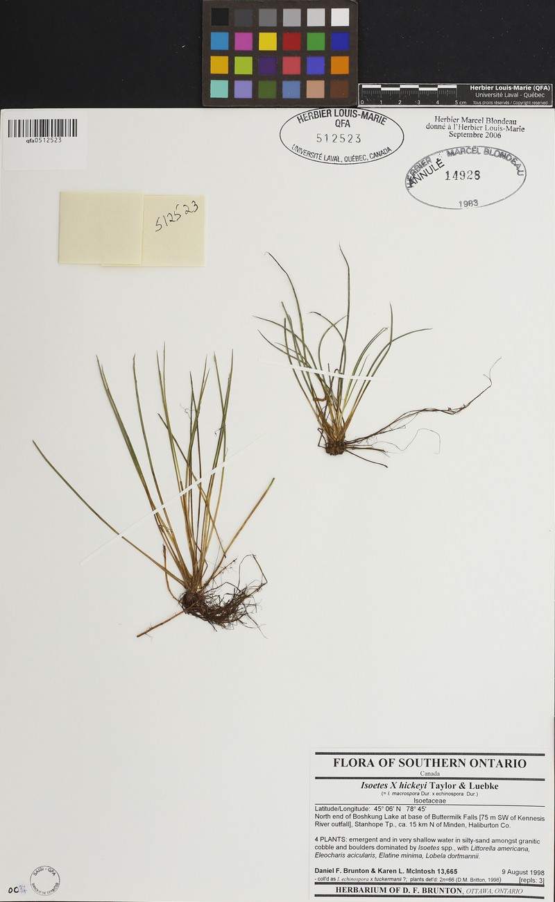 Quillwort photo 3