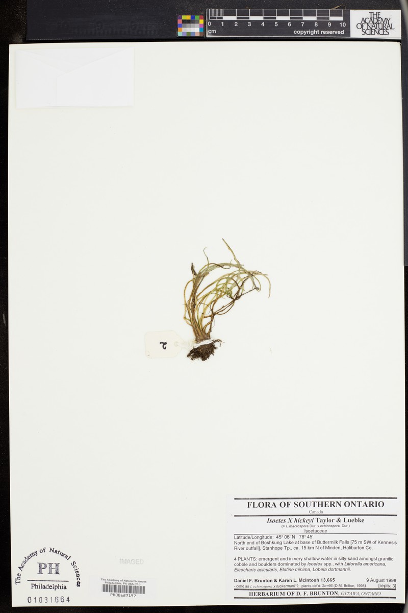 Quillwort photo 4