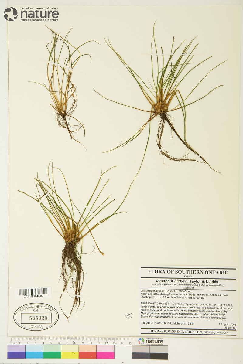 Quillwort photo 5