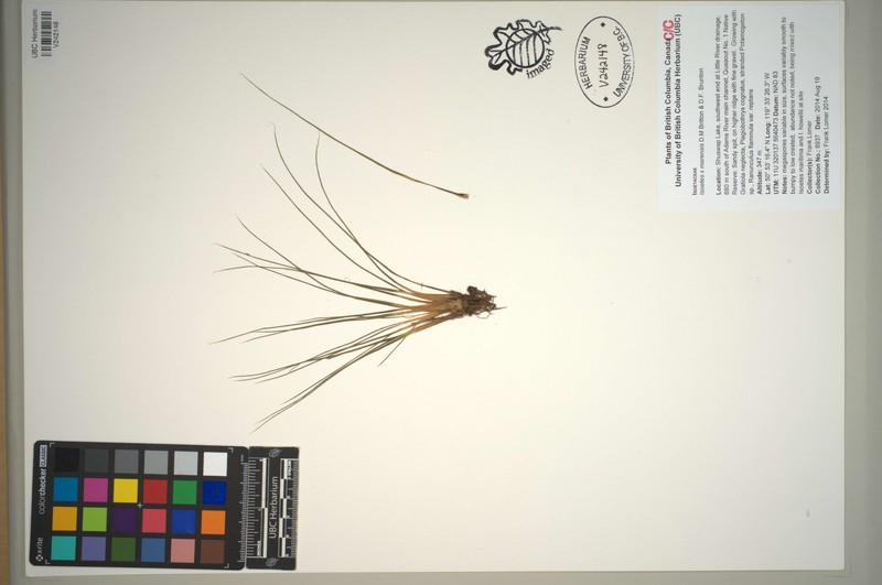 Isoetes × marensis
