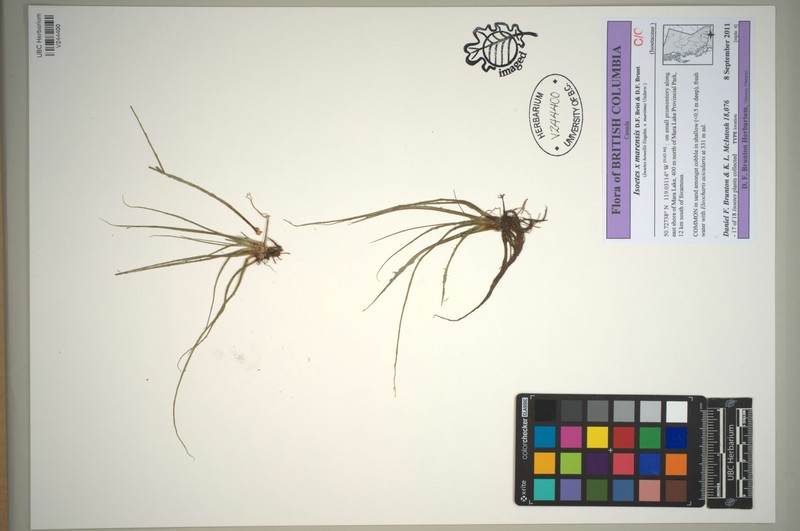 Isoetes × marensis photo 2