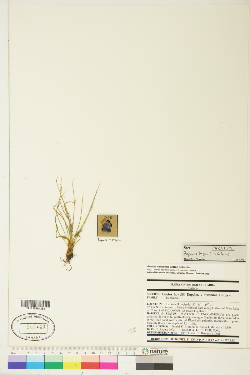 Isoetes × marensis photo 3