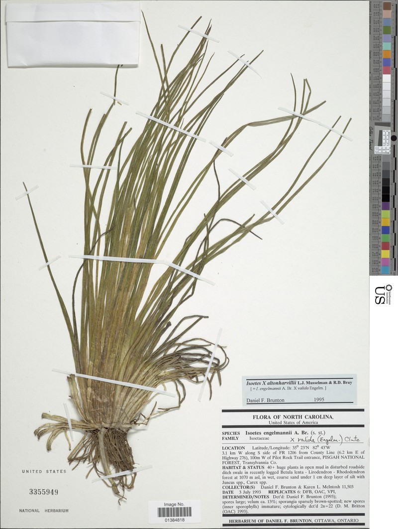Quillwort