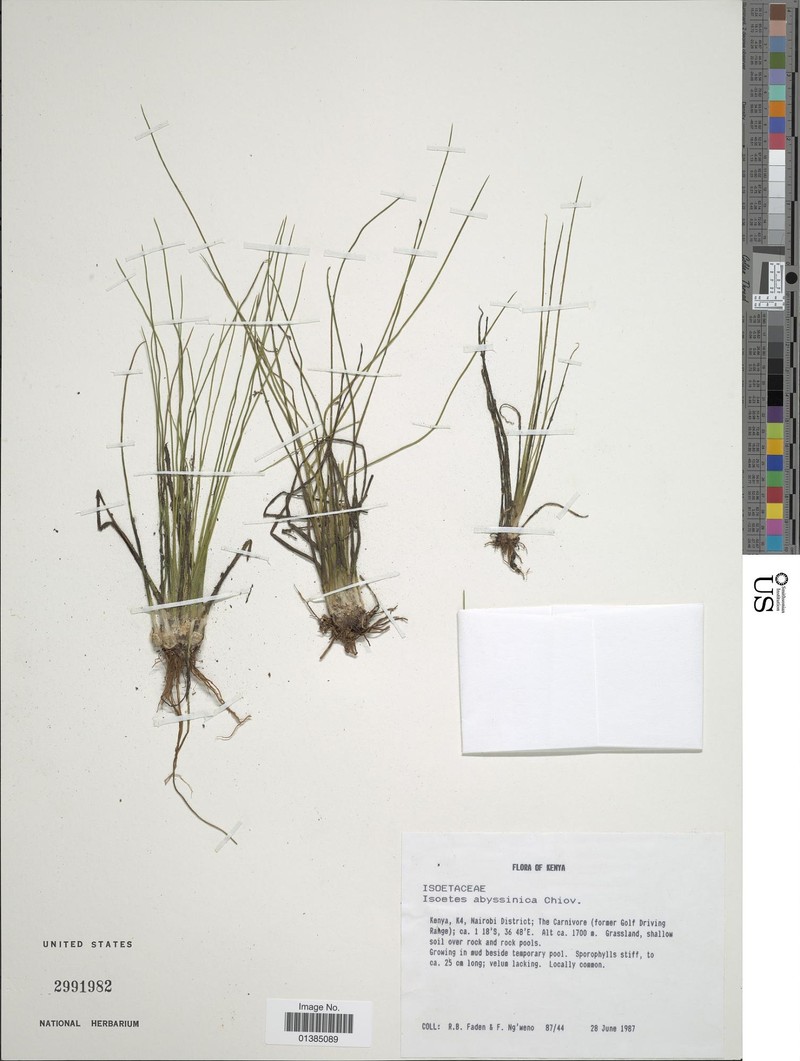 Isoetes abyssinica