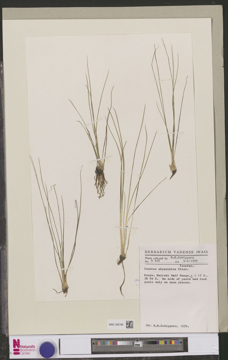 Isoetes abyssinica photo 2