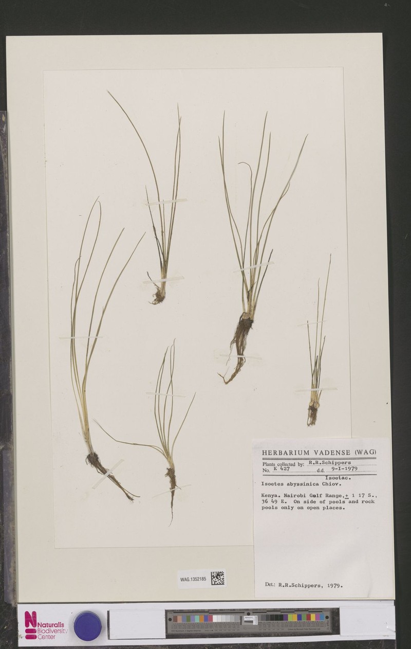 Isoetes abyssinica photo 3