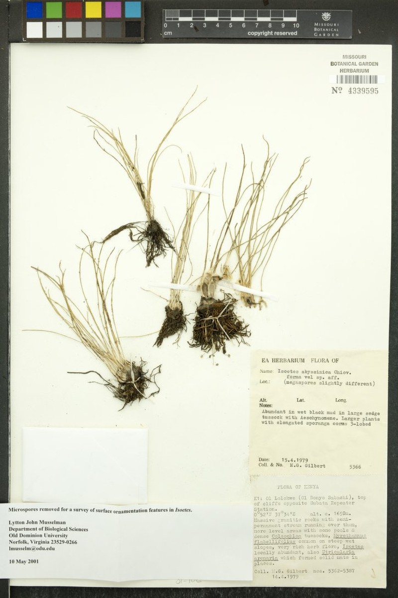 Isoetes abyssinica photo 4