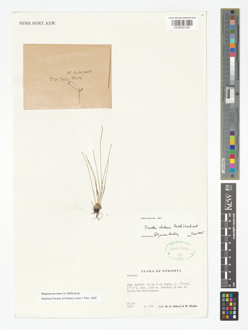 Isoetes aequinoctialis