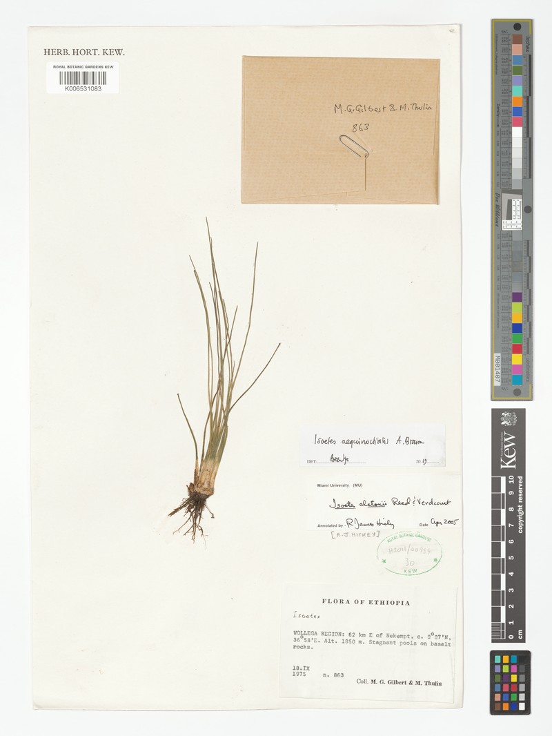 Isoetes aequinoctialis photo 2