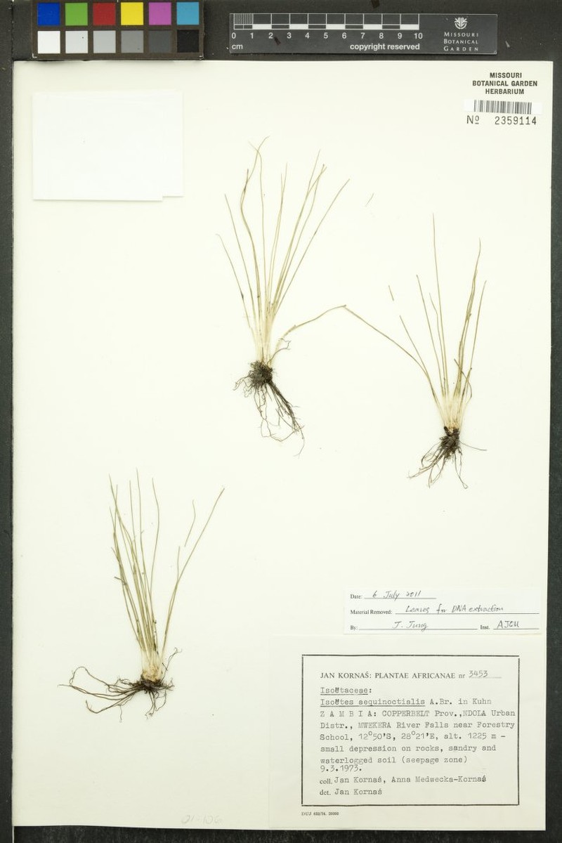Isoetes aequinoctialis photo 3