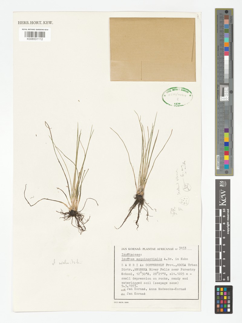 Isoetes aequinoctialis photo 4
