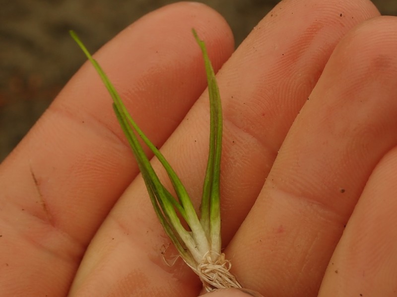 Isoetes alpina