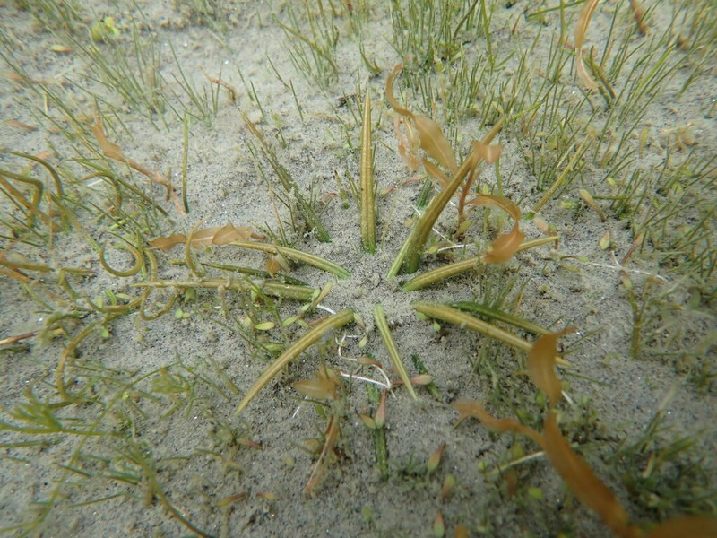 Isoetes alpina photo 2