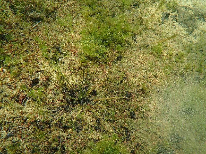 Isoetes alpina photo 3