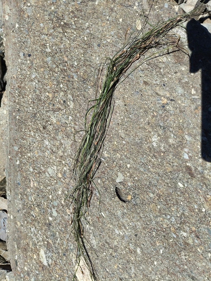 Isoetes alpina photo 4