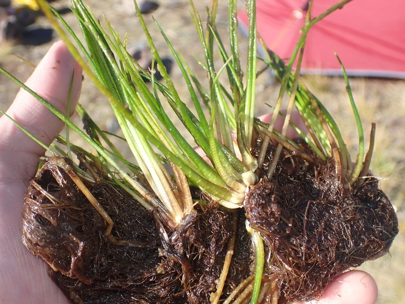 Isoetes alpina photo 6