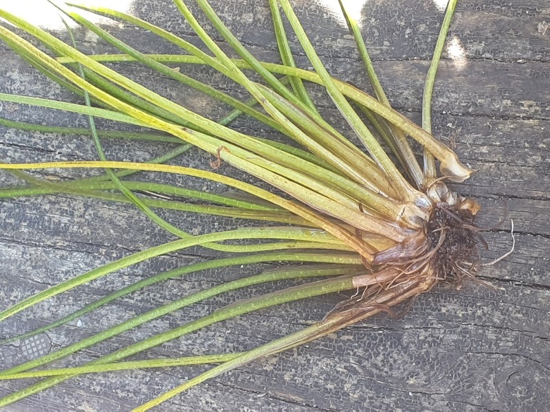 Isoetes alpina photo 7
