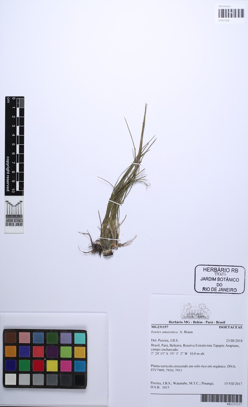 Isoetes amazonica
