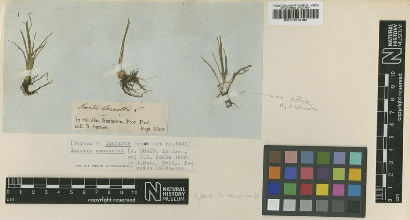 Isoetes amazonica photo 2