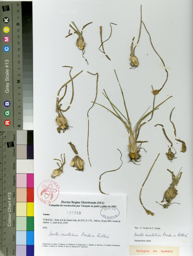 Isoetes anatolica