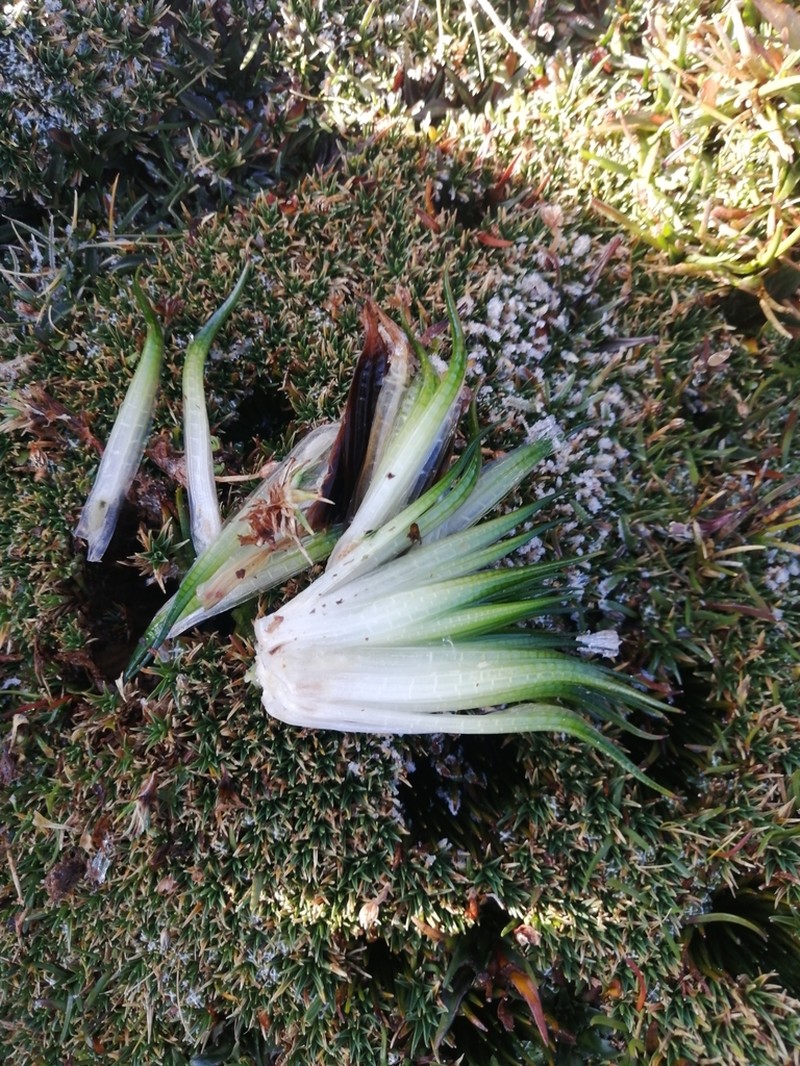 Isoetes andicola