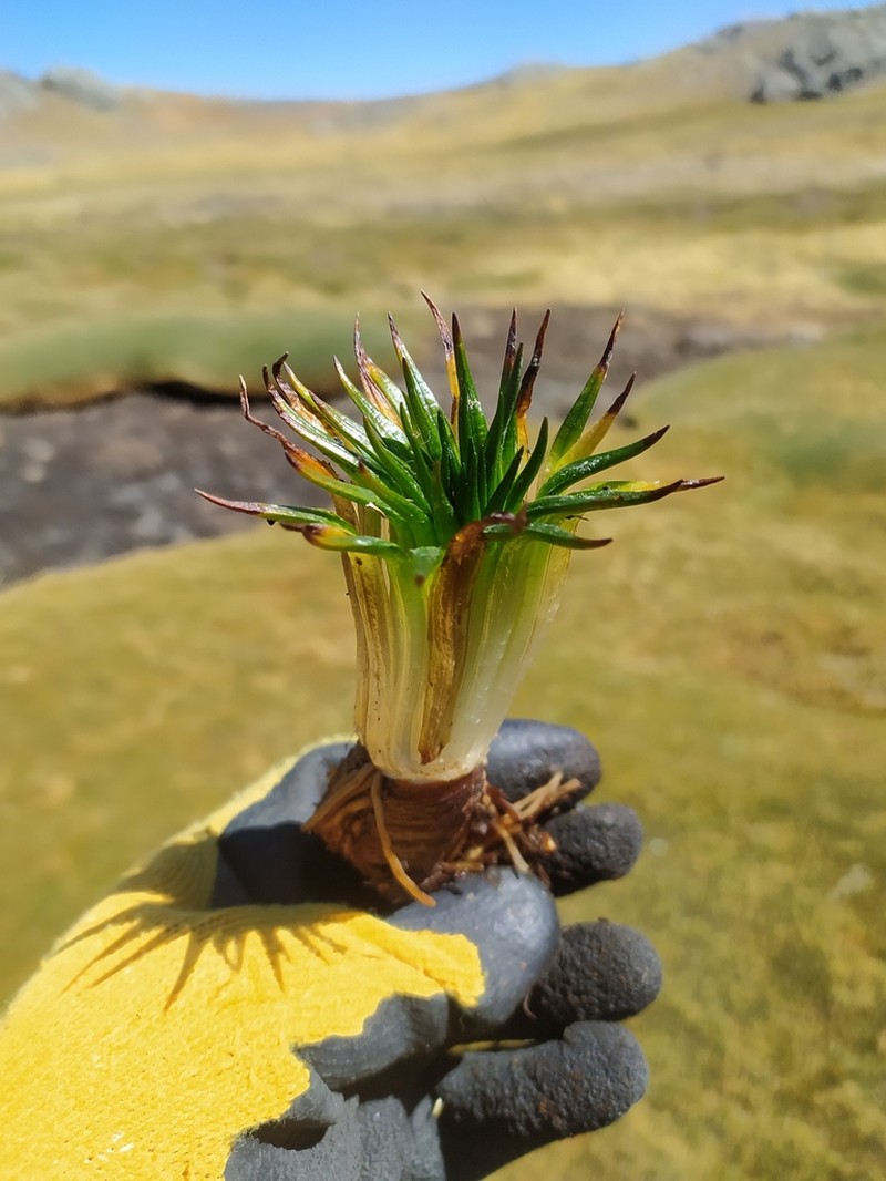 Isoetes andicola photo 2