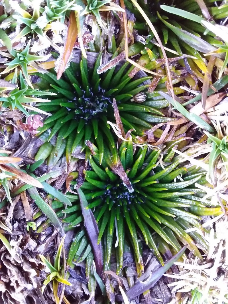 Isoetes andicola photo 3