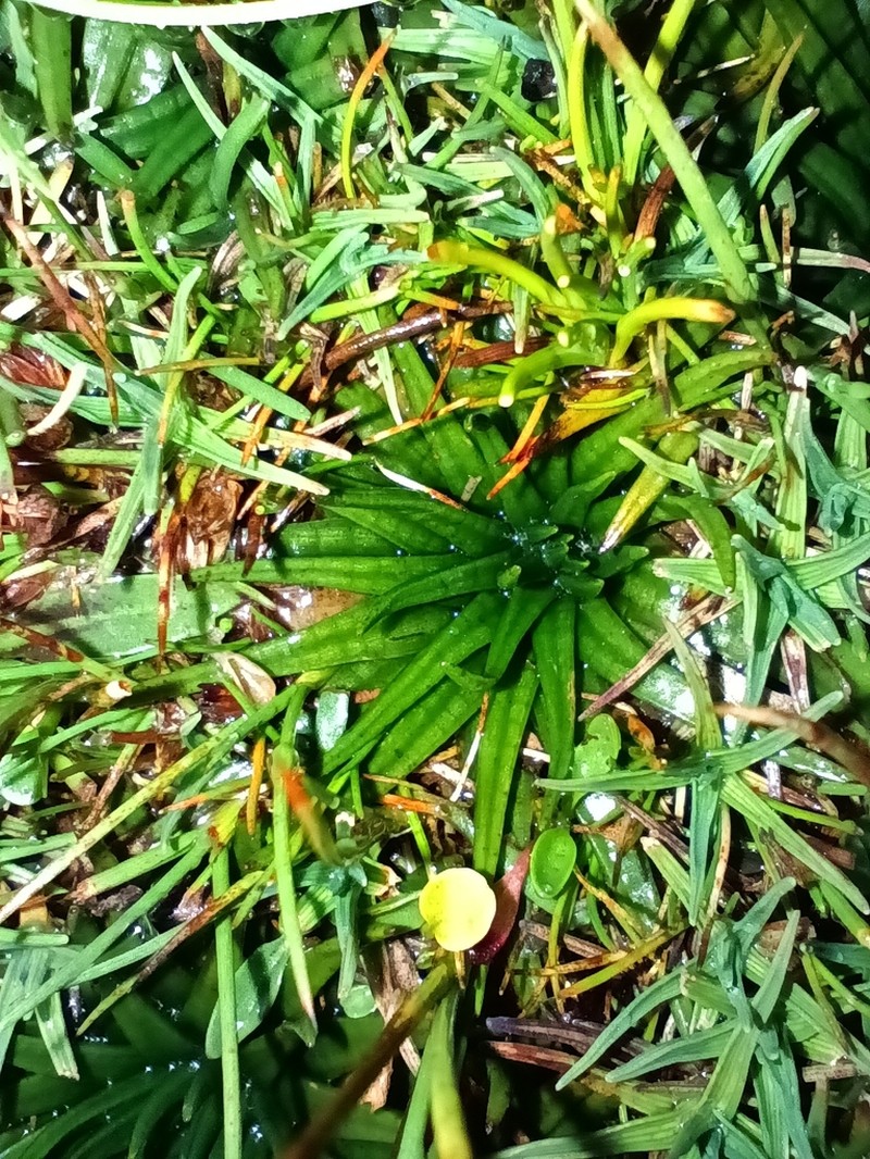 Isoetes andicola photo 4
