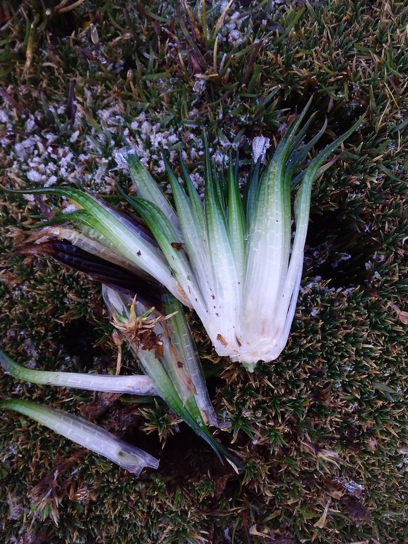 Isoetes andicola photo 5