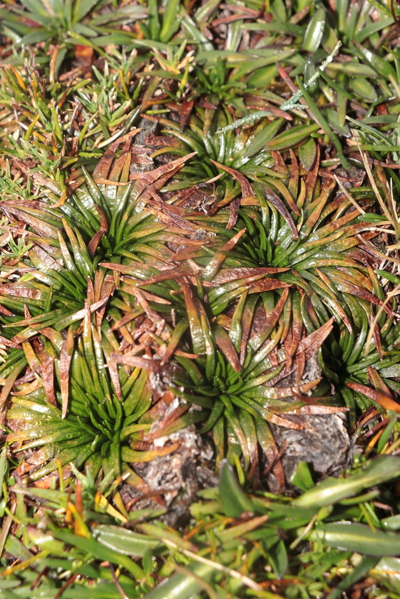 Isoetes andicola photo 6