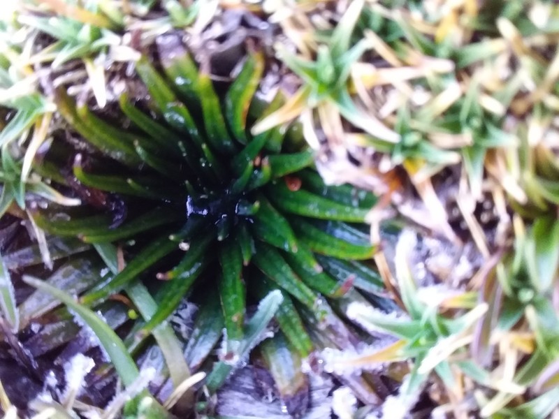 Isoetes andicola photo 7