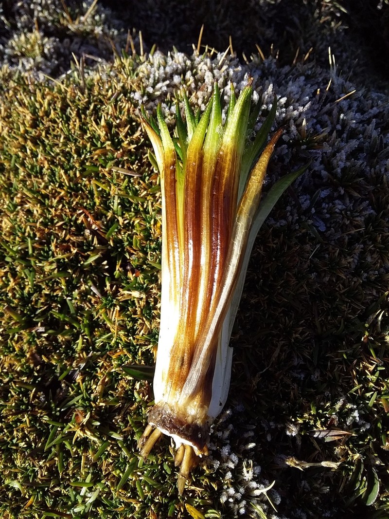 Isoetes andicola photo 8