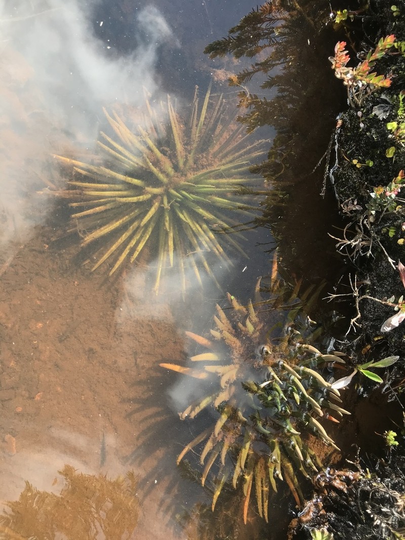 Isoetes andina