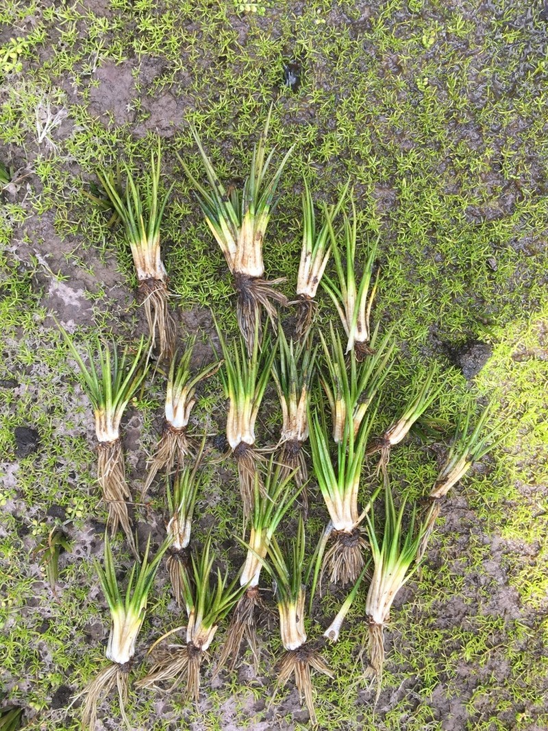Isoetes andina photo 2
