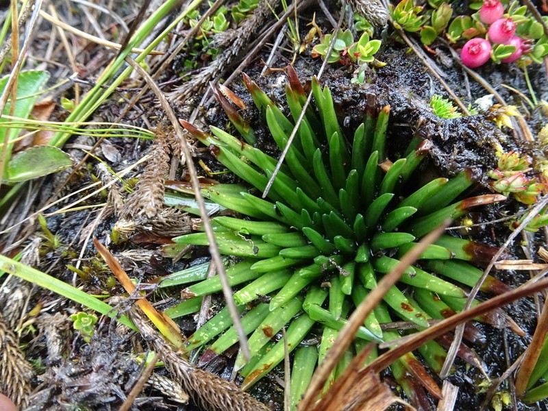 Isoetes andina photo 3