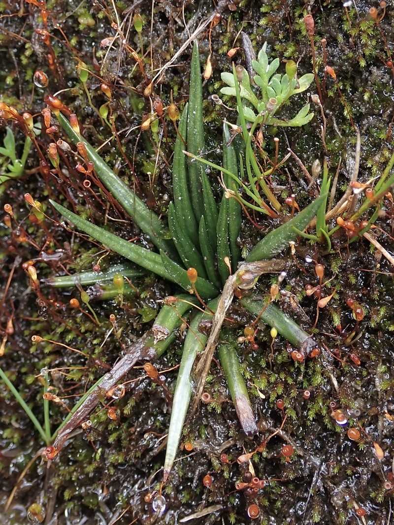 Isoetes andina photo 4