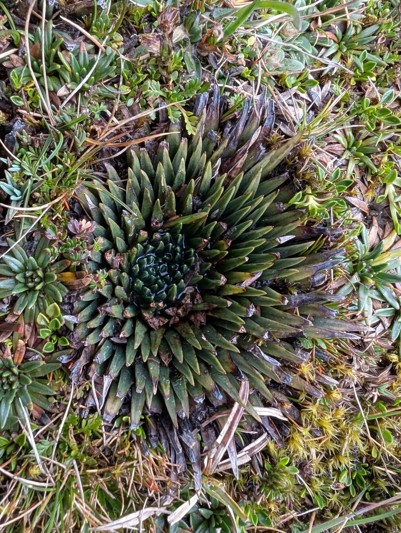 Isoetes andina photo 7