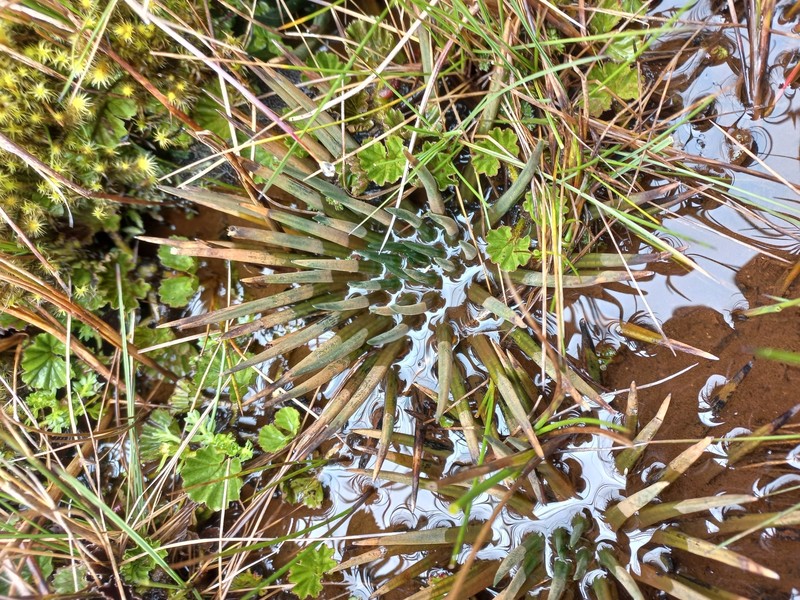 Isoetes andina photo 8
