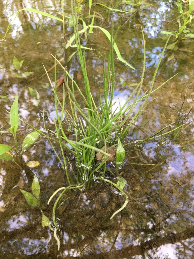 Appalachian Quillwort photo 2