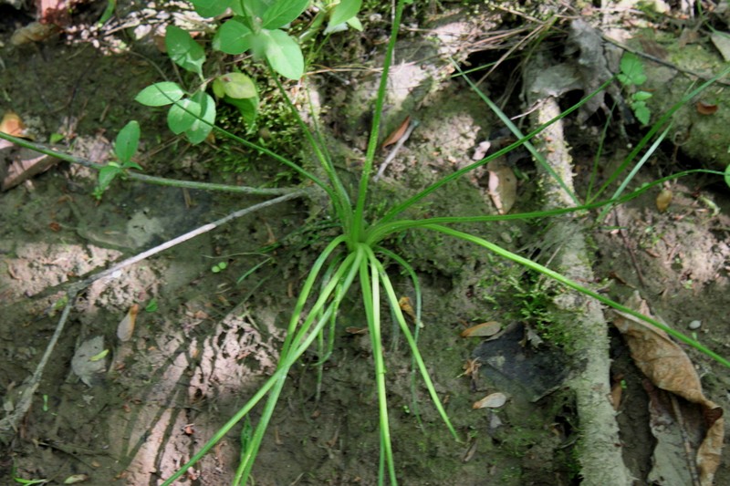 Appalachian Quillwort photo 4