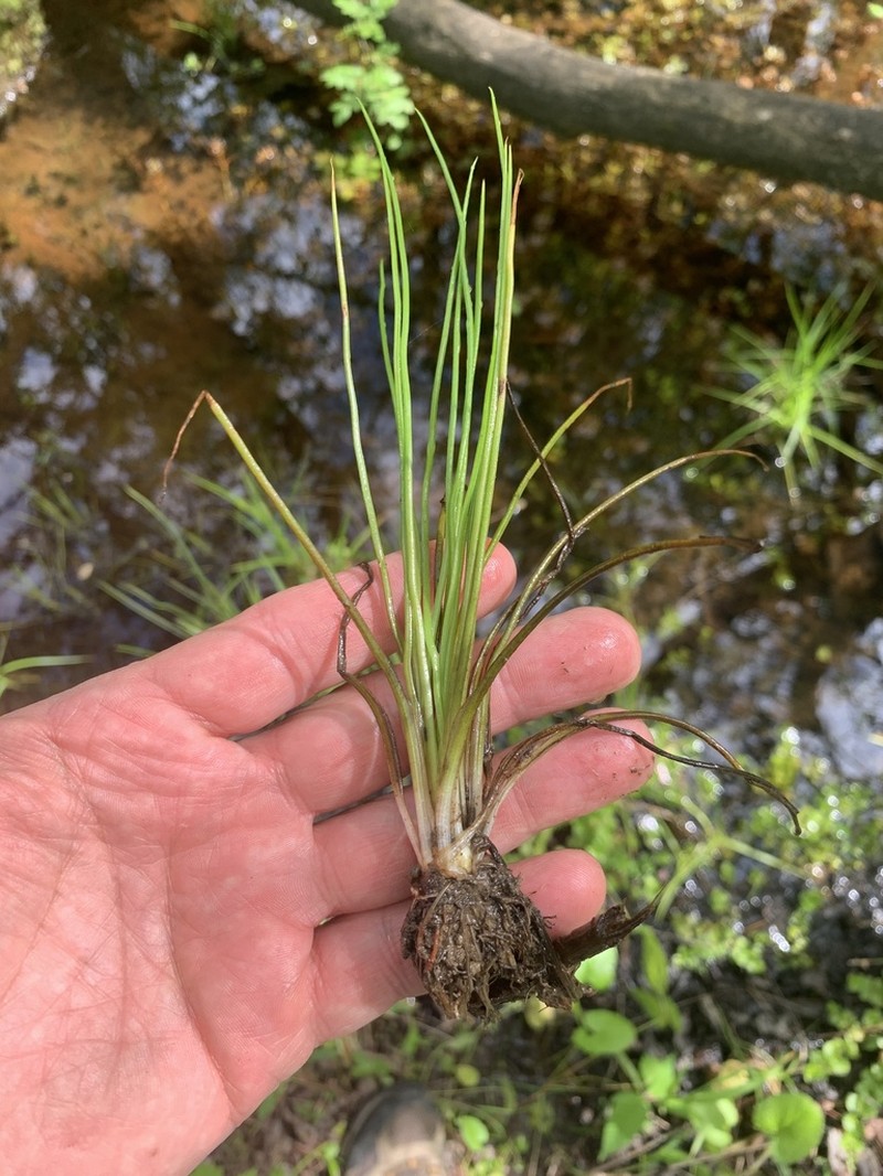 Appalachian Quillwort photo 5