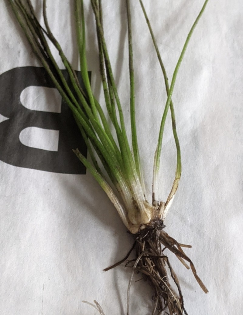 Appalachian Quillwort photo 6